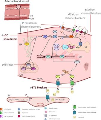 Drug repurposing—a promising approach for patients with angina but non-obstructive coronary artery disease (ANOCA)